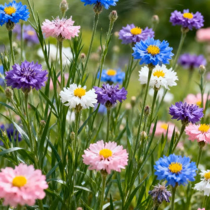 Premium Cornflower Seeds🌸400 Seeds-5