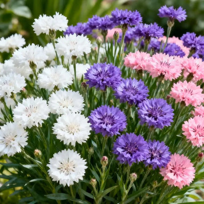 Premium Cornflower Seeds🌸400 Seeds-8