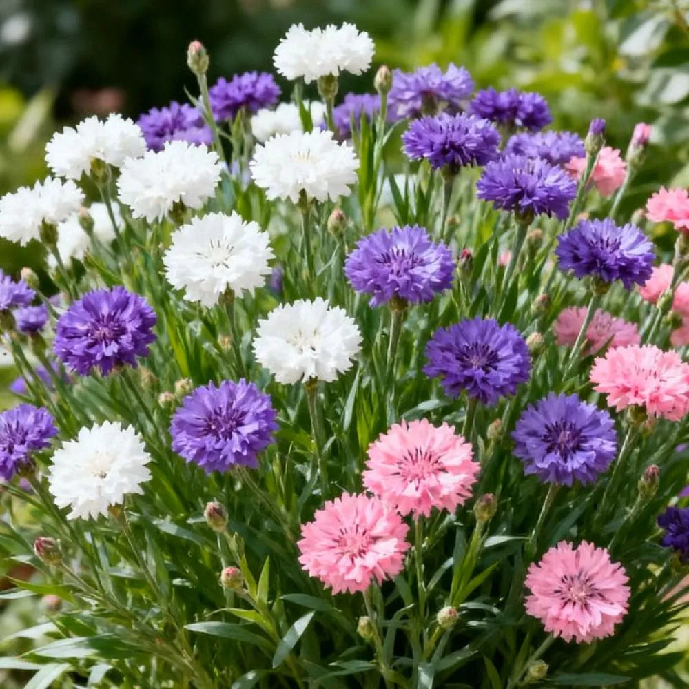 Premium Cornflower Seeds🌸400 Seeds-9