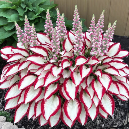 🔥Last day clearance🔥Premium Rare Hosta Seeds🌌Shade-Tolerant Plant-2