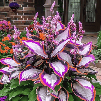 🔥Last day clearance🔥Premium Rare Hosta Seeds🌌Shade-Tolerant Plant-9