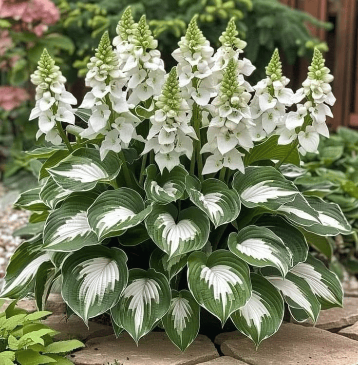 🔥Last day clearance🔥Premium Rare Hosta Seeds🌌Shade-Tolerant Plant-5
