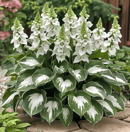 🔥Last day clearance🔥Premium Rare Hosta Seeds🌌Shade-Tolerant Plant-5