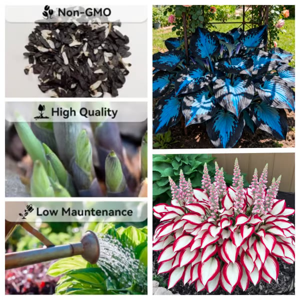🔥Last day clearance🔥Premium Rare Hosta Seeds🌌Shade-Tolerant Plant-17