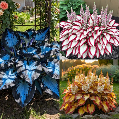 🔥Last day clearance🔥Premium Rare Hosta Seeds🌌Shade-Tolerant Plant-21