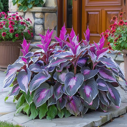 🔥Last day clearance🔥Premium Rare Hosta Seeds🌌Shade-Tolerant Plant-7