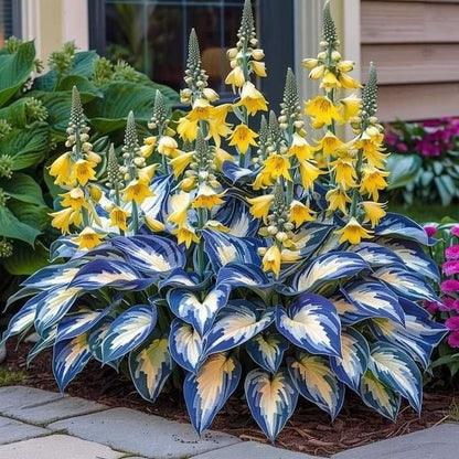 🔥Last day clearance🔥Premium Rare Hosta Seeds🌌Shade-Tolerant Plant-10