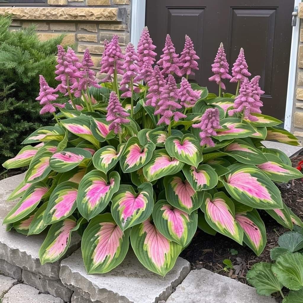 🔥Last day clearance🔥Premium Rare Hosta Seeds🌌Shade-Tolerant Plant-8