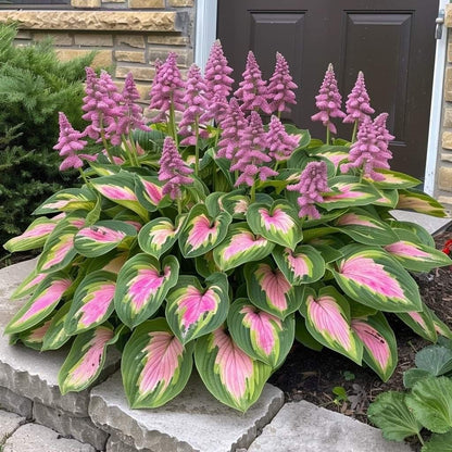 🔥Last day clearance🔥Premium Rare Hosta Seeds🌌Shade-Tolerant Plant-8
