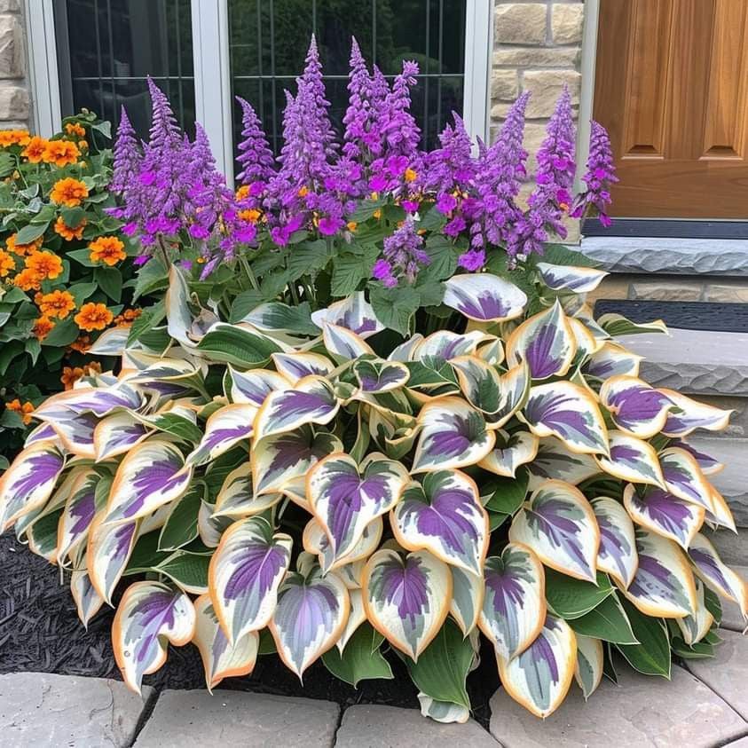🔥Last day clearance🔥Premium Rare Hosta Seeds🌌Shade-Tolerant Plant-3