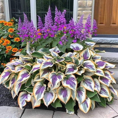 🔥Last day clearance🔥Premium Rare Hosta Seeds🌌Shade-Tolerant Plant-3