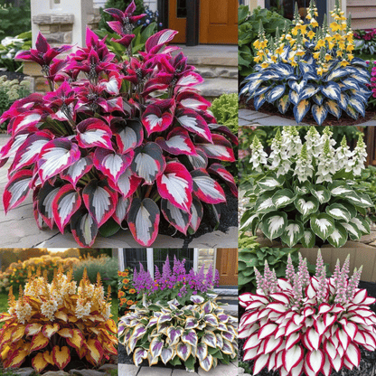 🔥Last day clearance🔥Premium Rare Hosta Seeds🌌Shade-Tolerant Plant-16