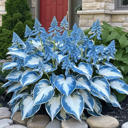 🔥Last day clearance🔥Premium Rare Hosta Seeds🌌Shade-Tolerant Plant-19