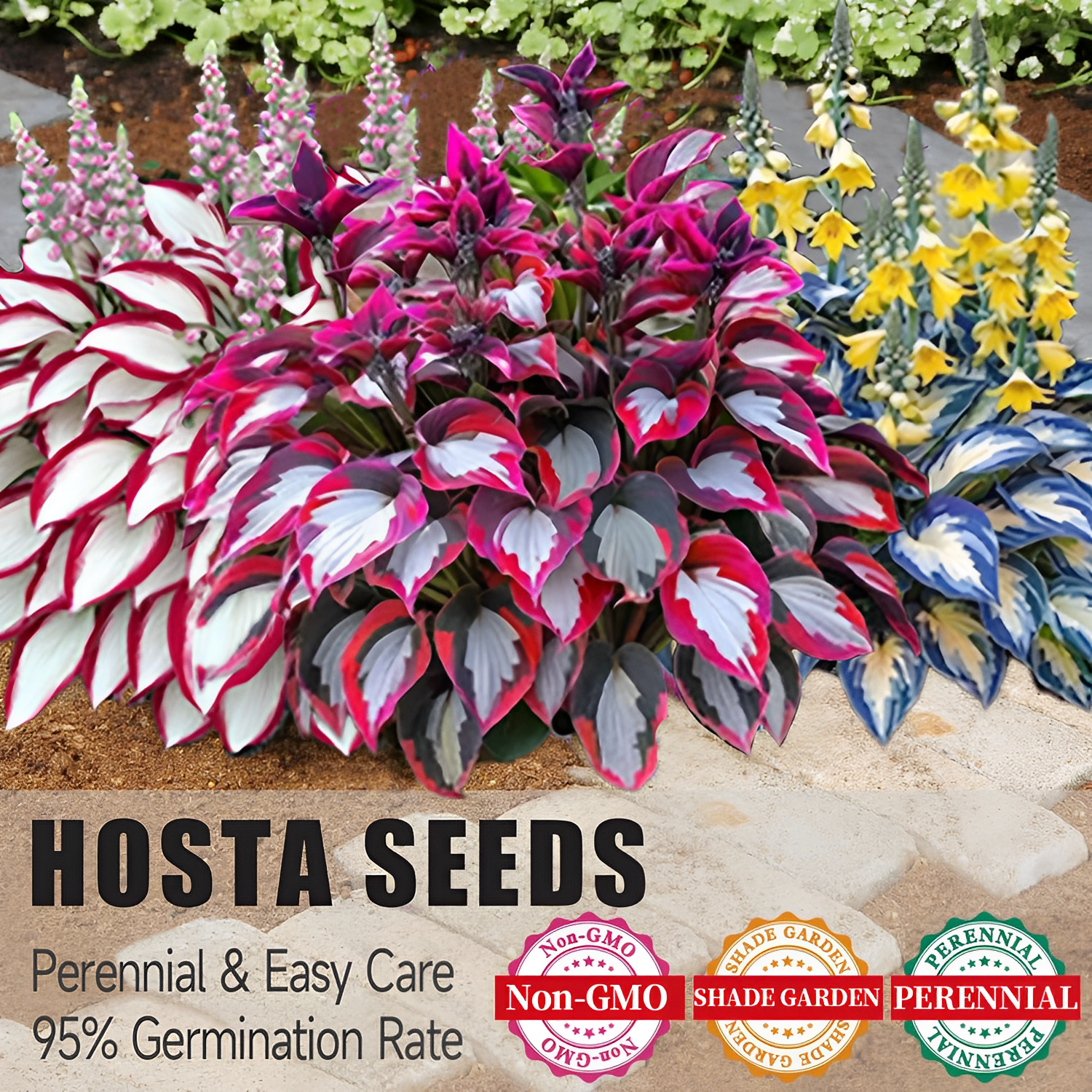 🔥Last day clearance🔥Premium Rare Hosta Seeds🌌Shade-Tolerant Plant-12