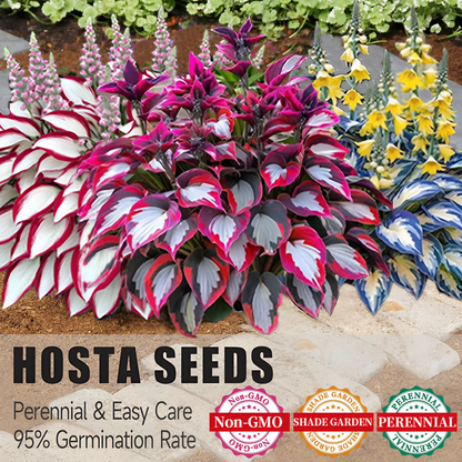 🔥Last day clearance🔥Premium Rare Hosta Seeds🌌Shade-Tolerant Plant-12