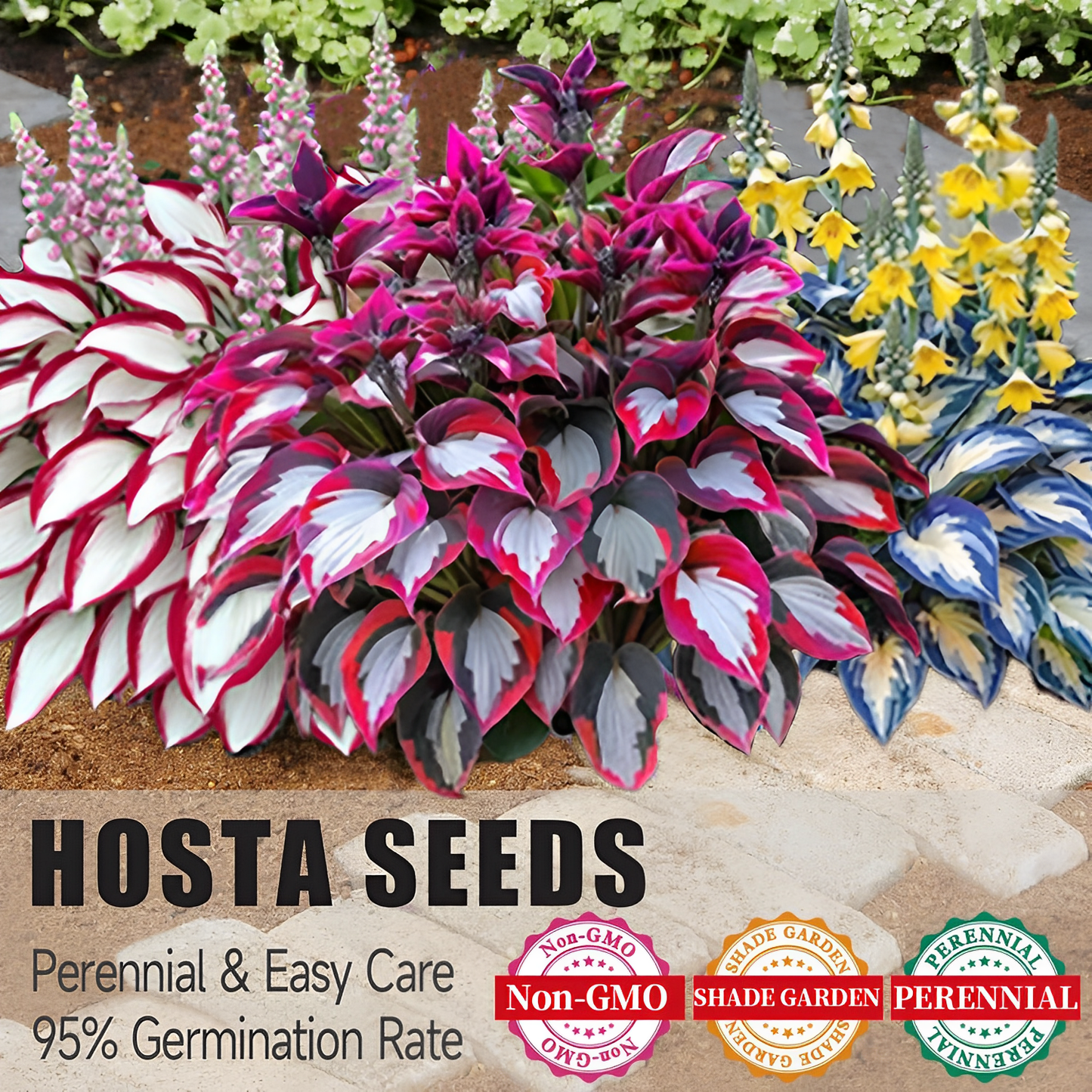 🔥Last day clearance🔥Premium Rare Hosta Seeds🌌Shade-Tolerant Plant-12