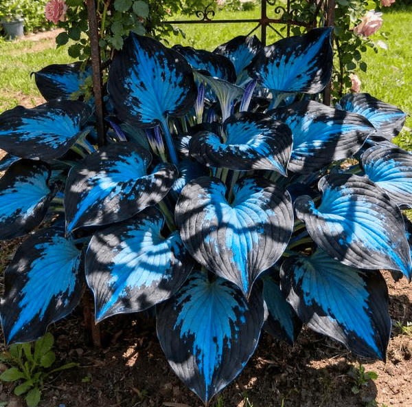 🔥Last day clearance🔥Premium Rare Hosta Seeds🌌Shade-Tolerant Plant-18