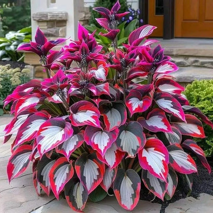 🔥Last day clearance🔥Premium Rare Hosta Seeds🌌Shade-Tolerant Plant-6