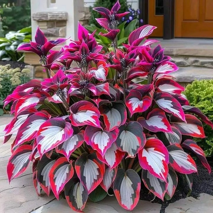 🔥Last day clearance🔥Premium Rare Hosta Seeds🌌Shade-Tolerant Plant-6