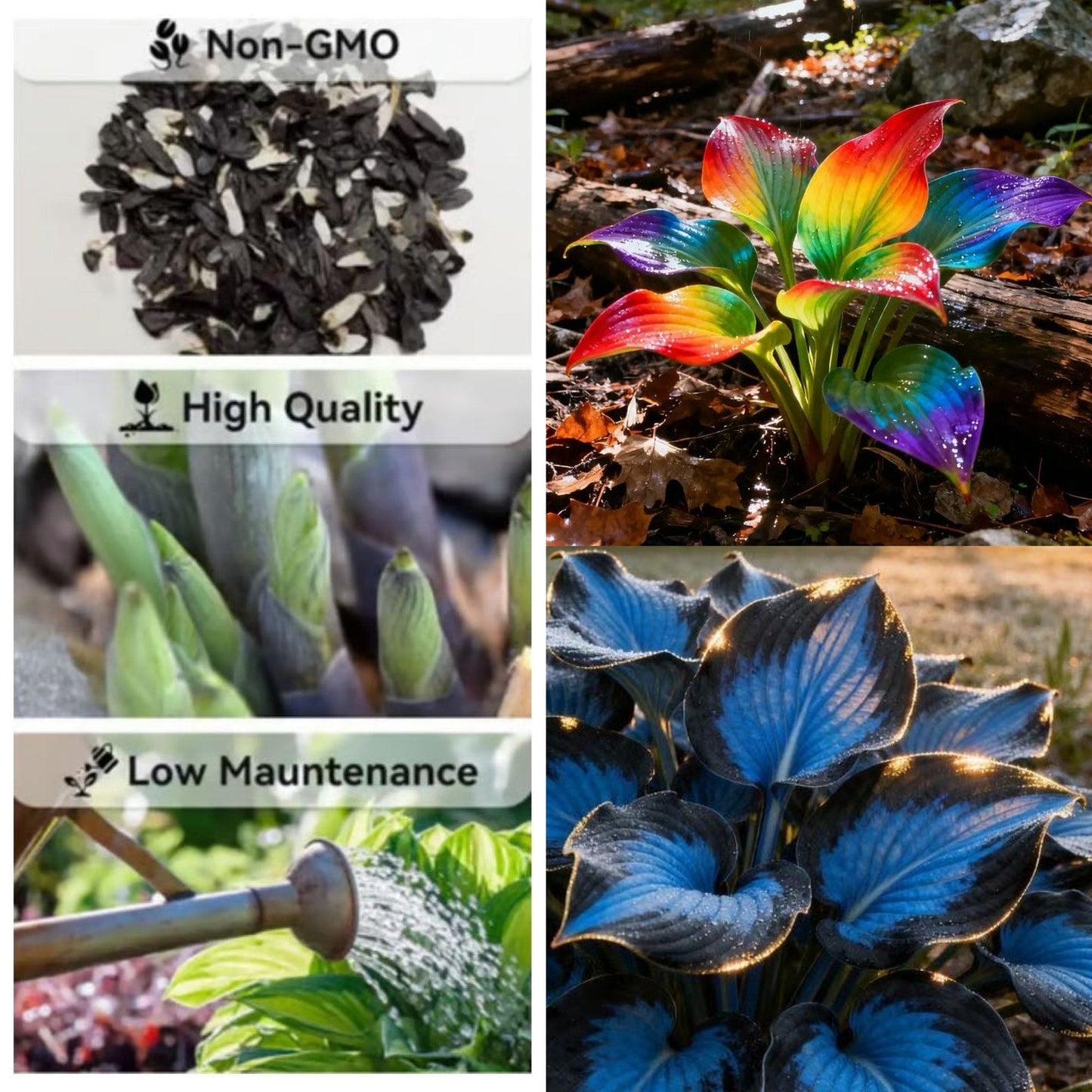 🔥Last day clearance🔥Premium Rare Hosta Seeds🌌Shade-Tolerant Plant-24
