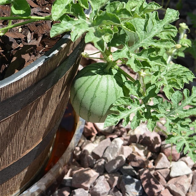 🍉Ruby Watermelon Pot Seeds🌱✨50 capsules-4