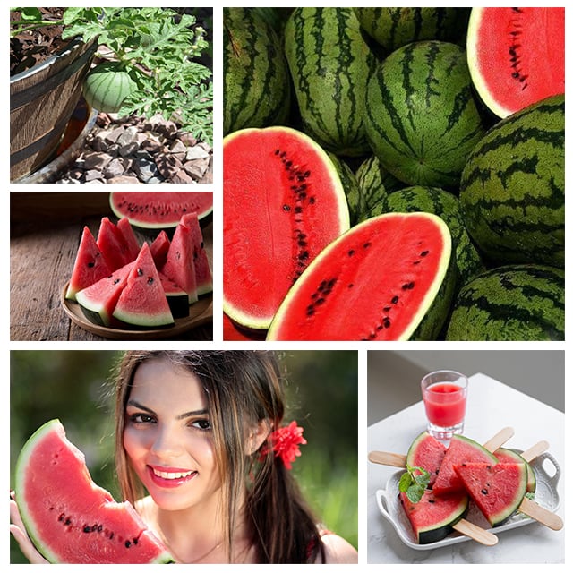 🍉Ruby Watermelon Pot Seeds🌱✨50 capsules-1