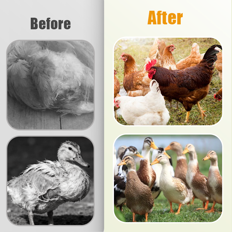 Natural Internal & External Poultry Dewormer for Chickens-1